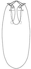 pisinnus